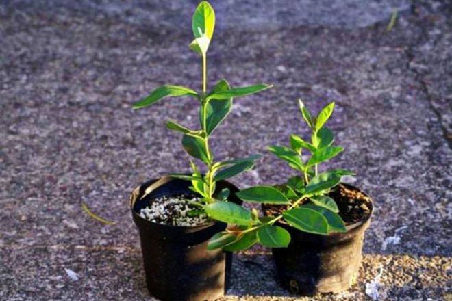 Vermehrung von Feijoa durch Stecklinge