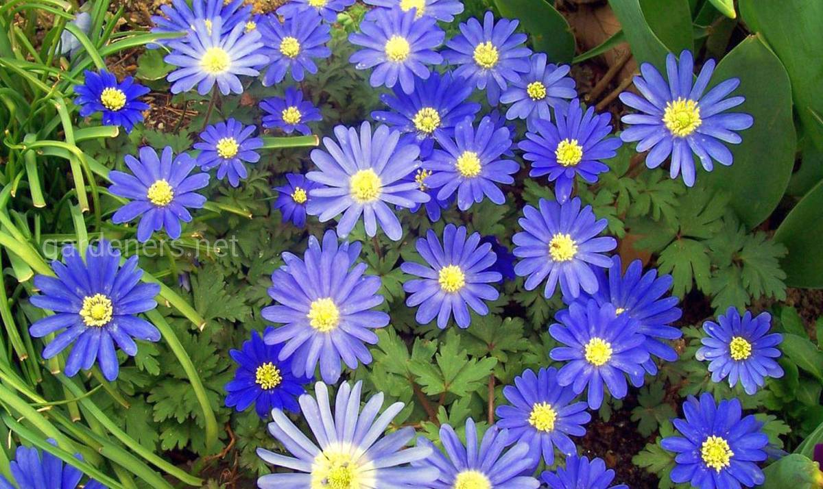Felicia-Blume