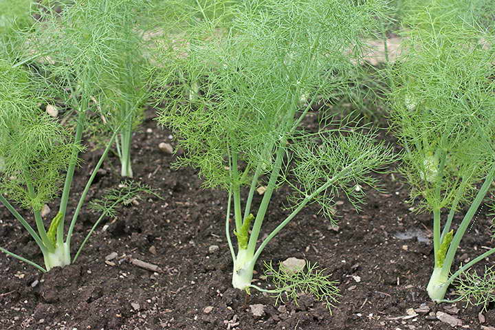 Fenchel: Anbau und Pflege im Freiland