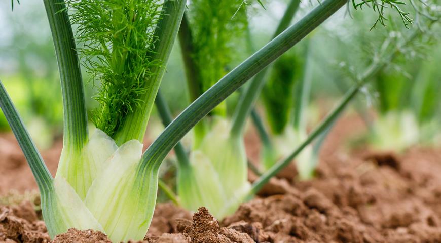 Fenchel: Pflanzen und Pflege