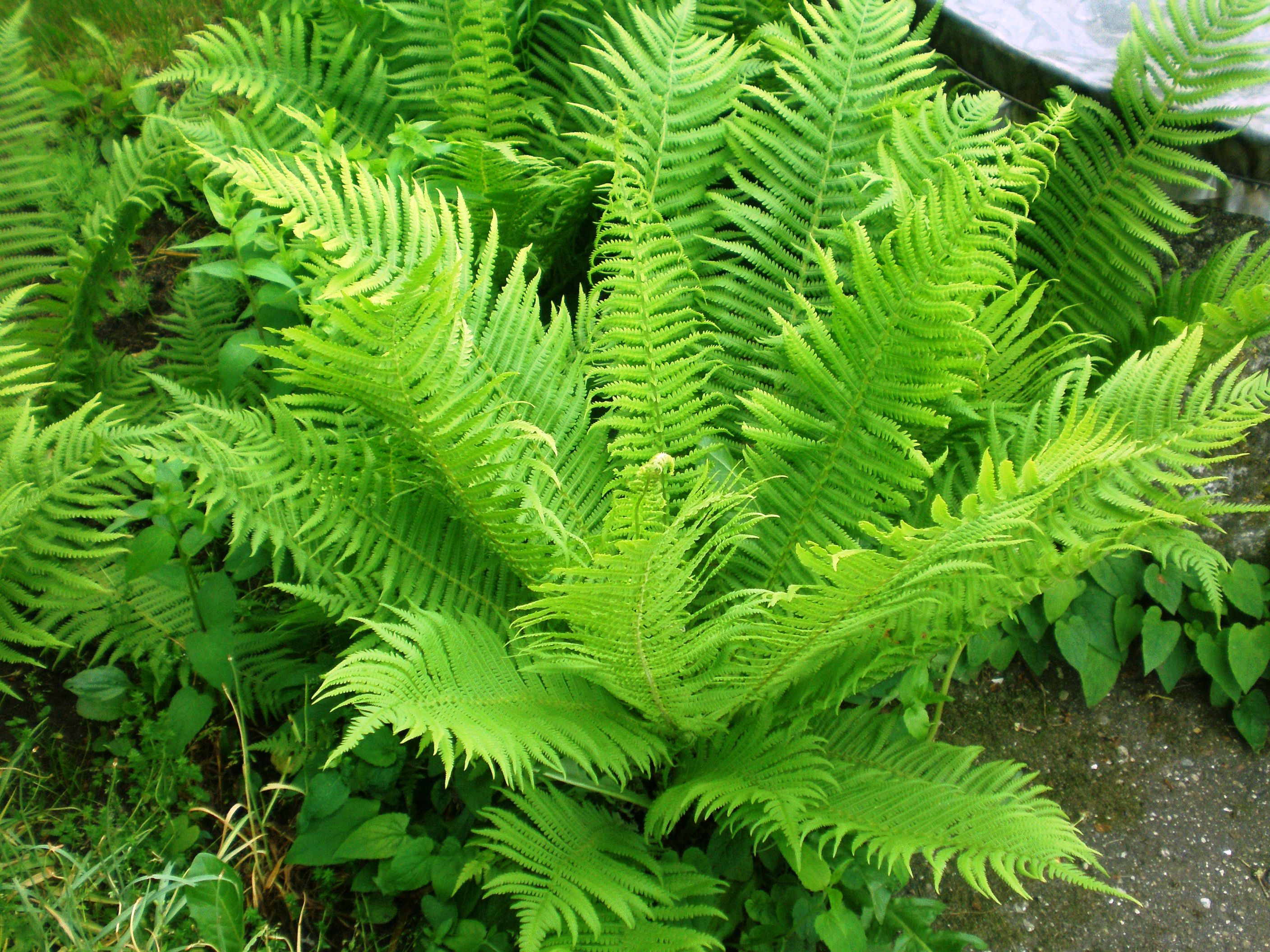Farne im Garten: Anbau und Pflege