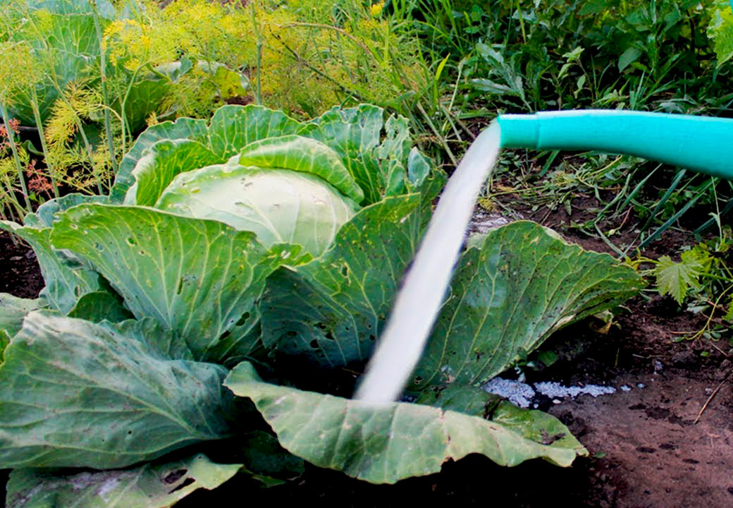 Dünger für Kohl im Freiland