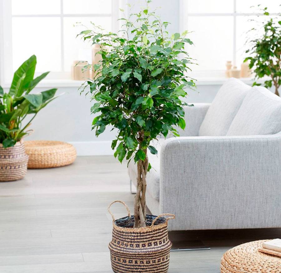 Ficus Natasha Vermehrung