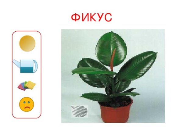 Ficus-Pflanzenpass für den Kindergarten