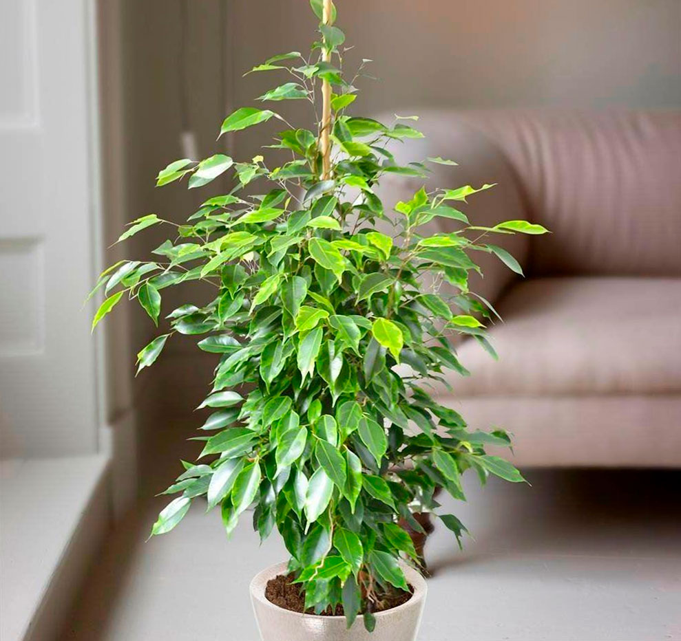 Ficus: Pflanzung und Pflege zu Hause