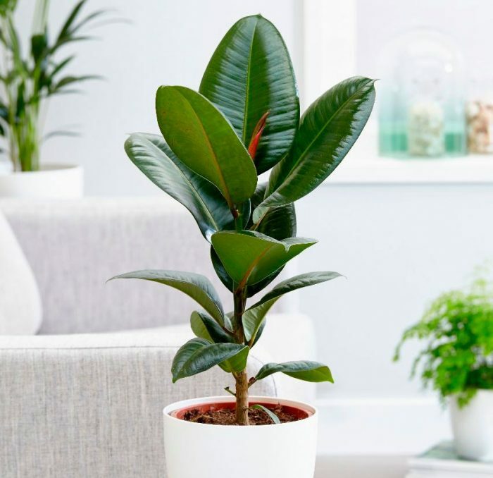 Ficus: Pflanzeneigenschaften für das Haus