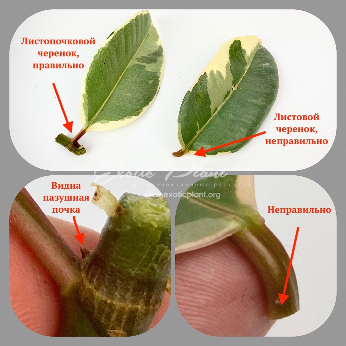 Vermehrung von Ficus durch Blattstecklinge zu Hause