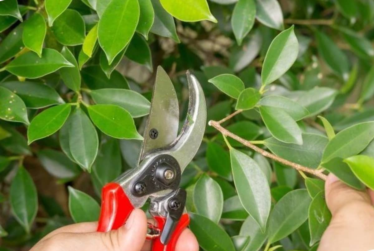Wie schneidet und verpflanzt man einen Ficus?
