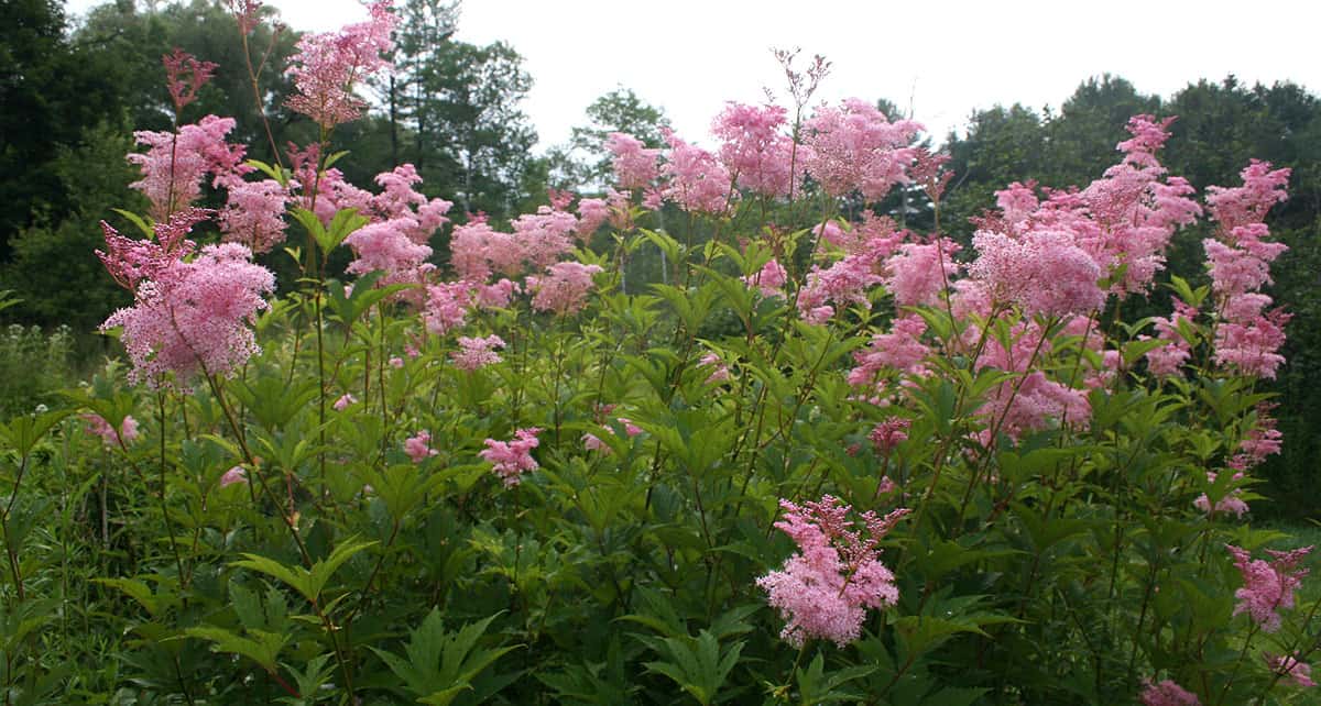 Filipendula pflanzen und pflegen