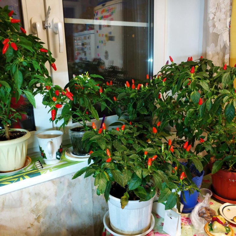 Anbau von Paprika Ogonjok auf der Fensterbank