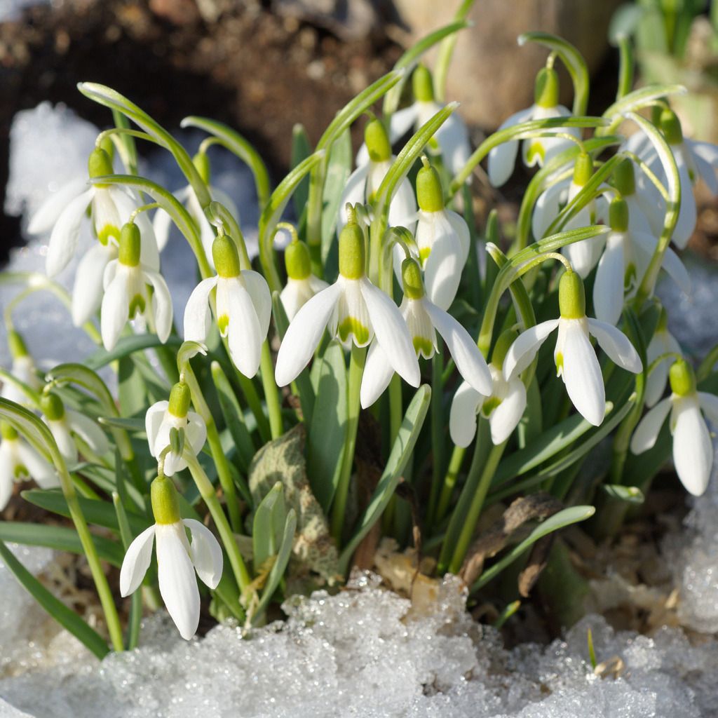 Die ersten Blumen - Schneeglöckchen