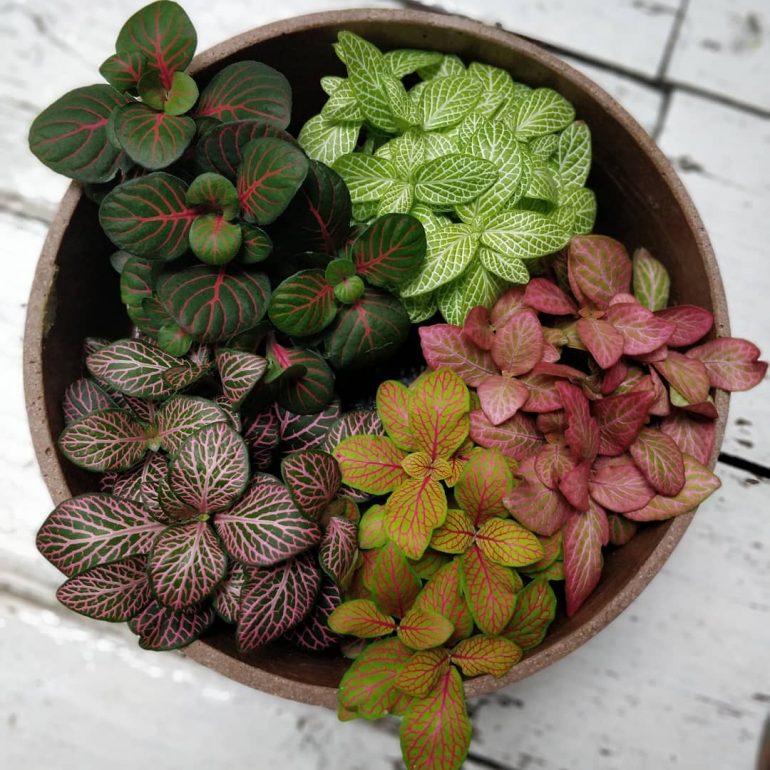 Fittonia: Pflege und Vermehrung zu Hause