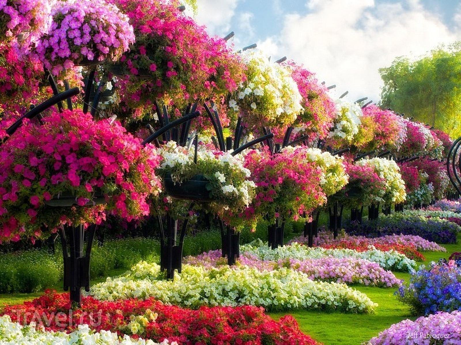 Blumenrevolution: Wie ein Garten zum Königreich der Schönheit wird
