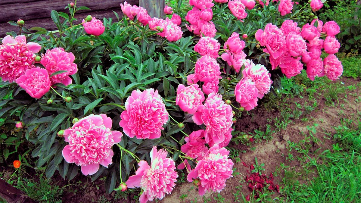 Blumen für Lehmboden