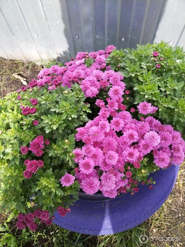 Blumen mit einem Klick: Wie Sie Ihre Lieben überraschen, ohne das Haus zu verlassen