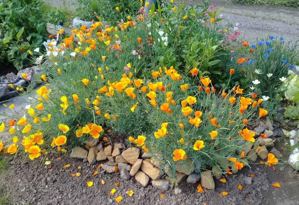 Aussaat von Blumen im Winter ins Freiland