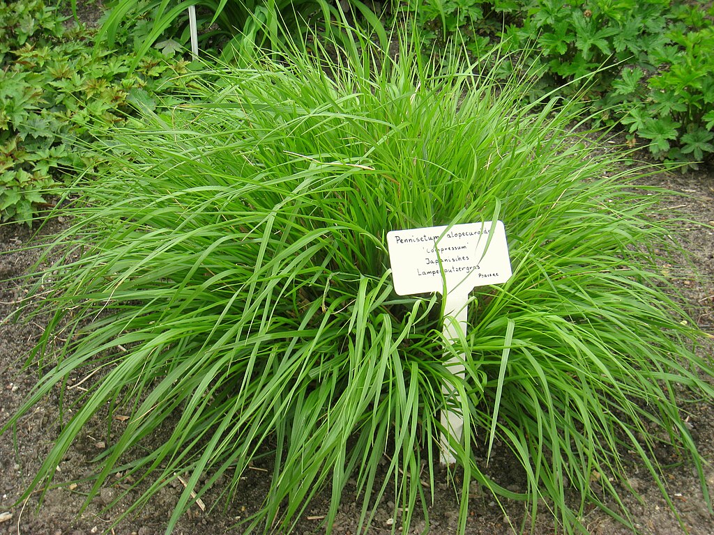 Pennisetum alopecuroides – Pflanzung und Pflege