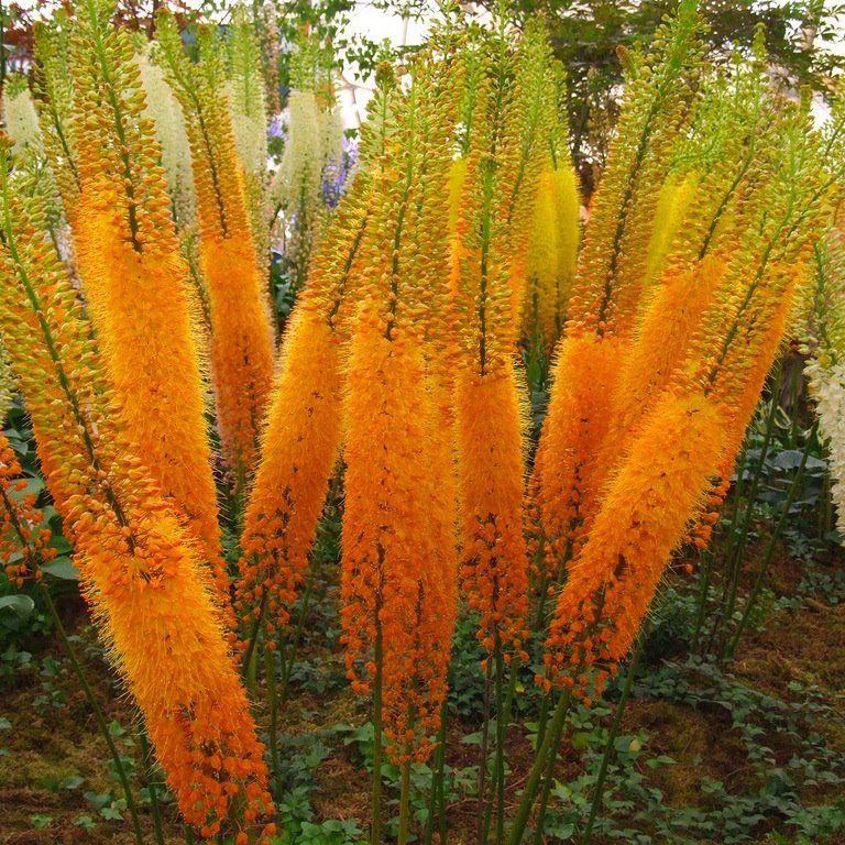 Fuchsschwanzblume: Pflege und Vermehrung