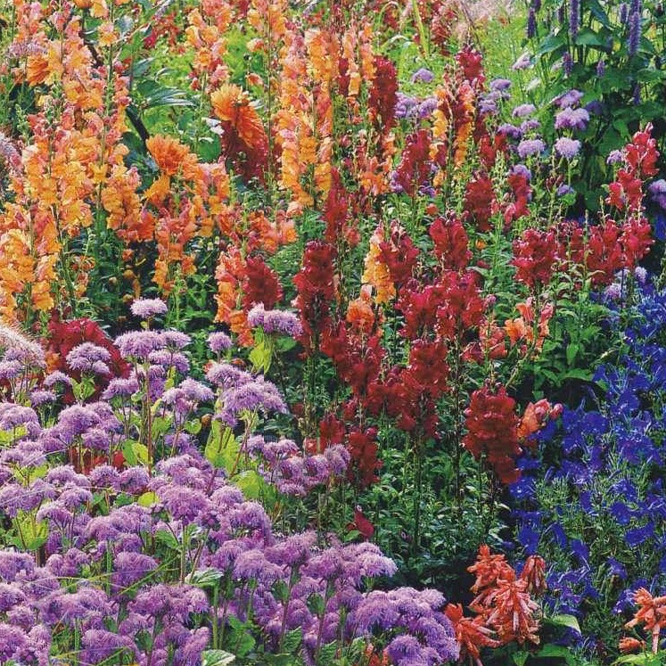 Duftpflanzen für den Garten