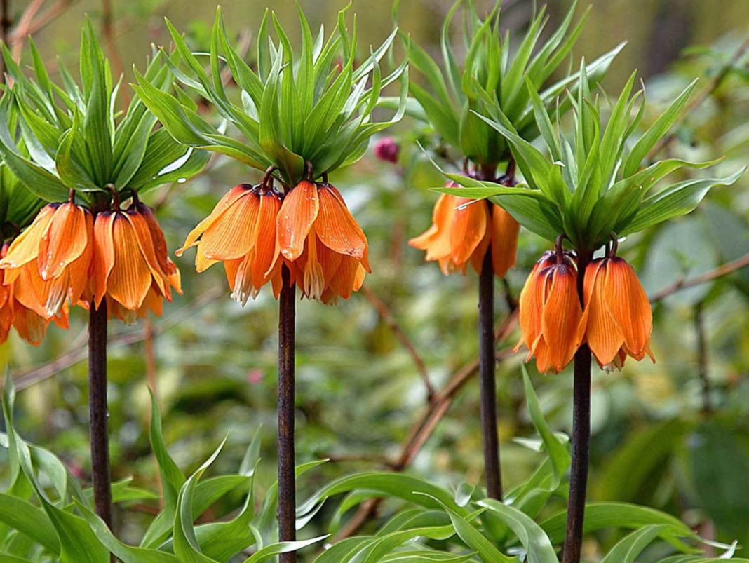 Die Fritillaria-Blüten auf dem Foto sind so verschieden.