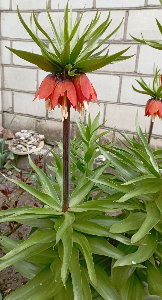 Die Fritillaria-Pflanze gegen Maulwürfe