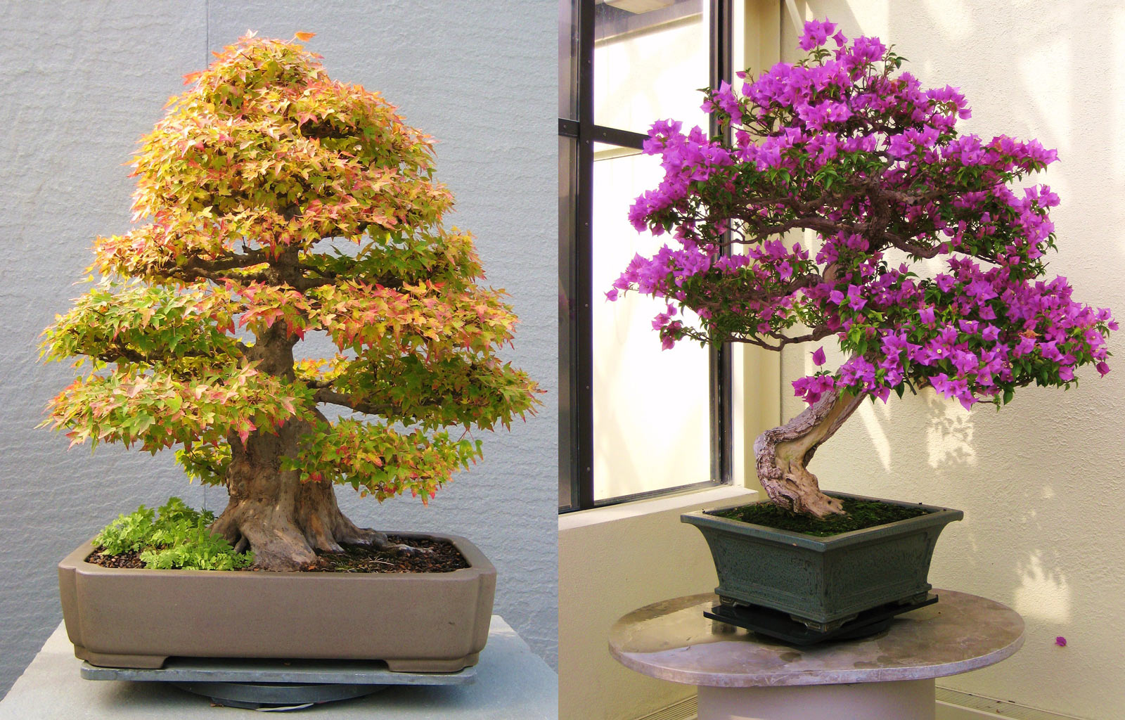 Aus welchen Pflanzen kann man Bonsai machen?