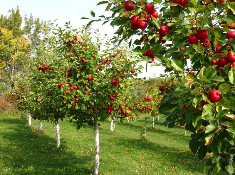 Pflanzung von Obstbäumen im Frühling