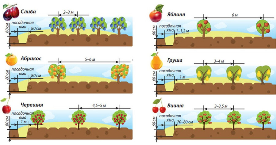 Pflanzregeln für Obstbäume