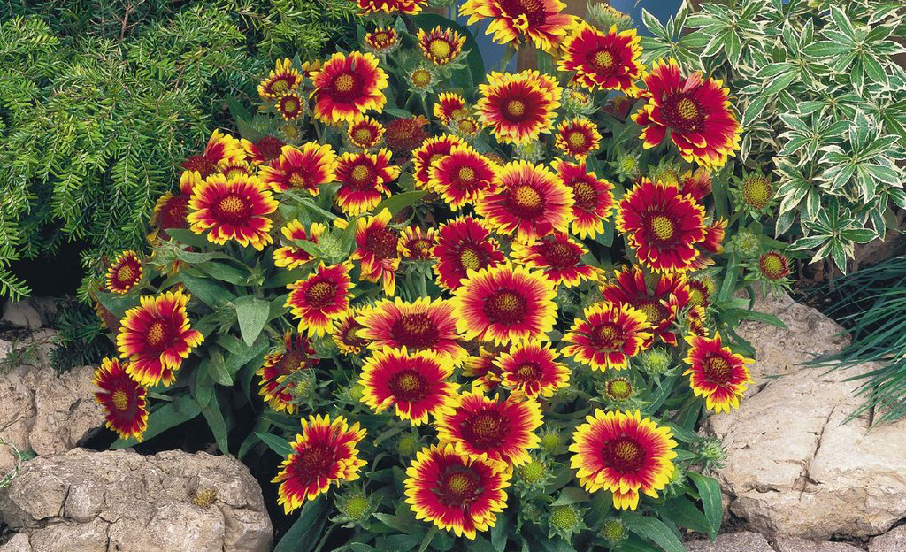 Kokardenblume (Gaillardia aristata) Anbau aus Samen