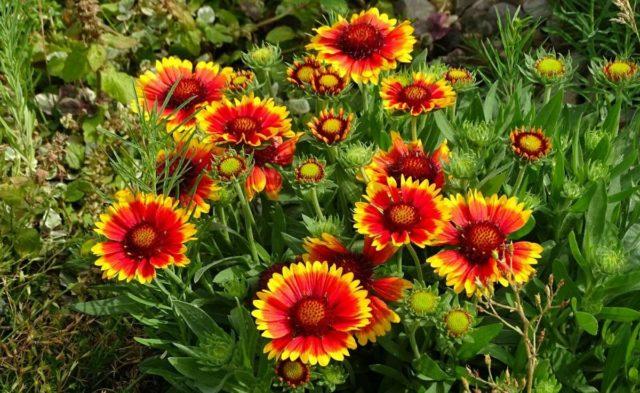 Gaillardia: Anzucht aus Samen – wann pflanzen?
