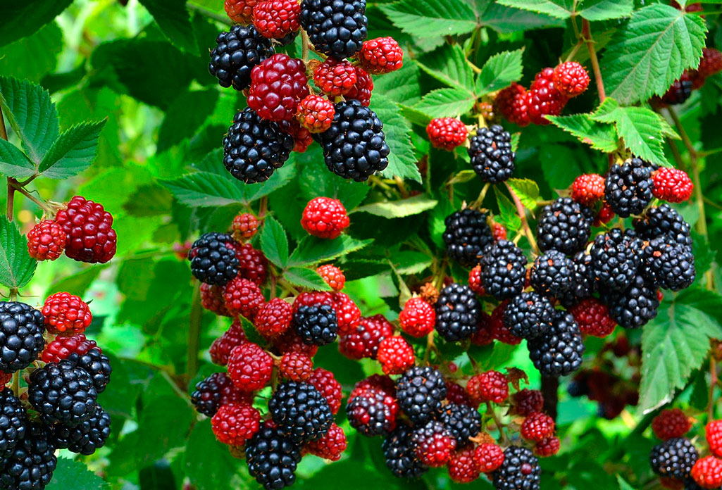Gartenbrombeere: Pflege und Anbau