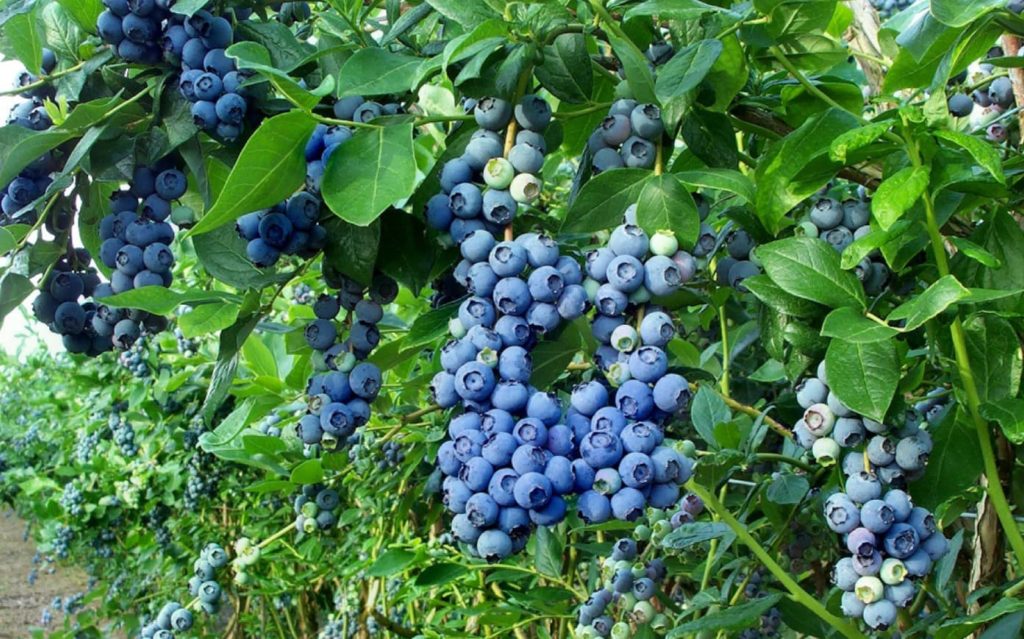 Gartenheidelbeeren anbauen
