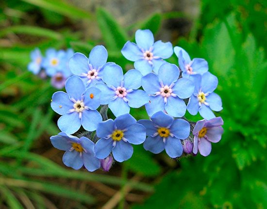 Gartenvergissmeinnicht: Anbau aus Samen