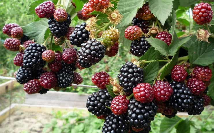 Loganbeere – Pflanzung und Pflege im Herbst