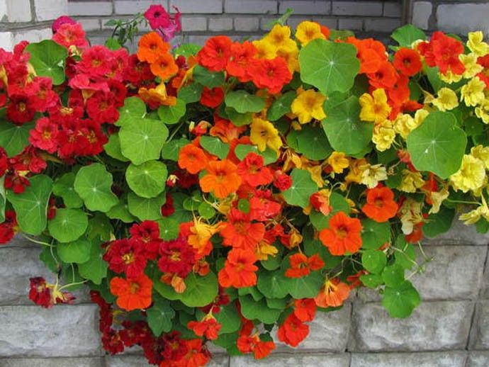 Pflanzung der Gartenkapuzinerkresse