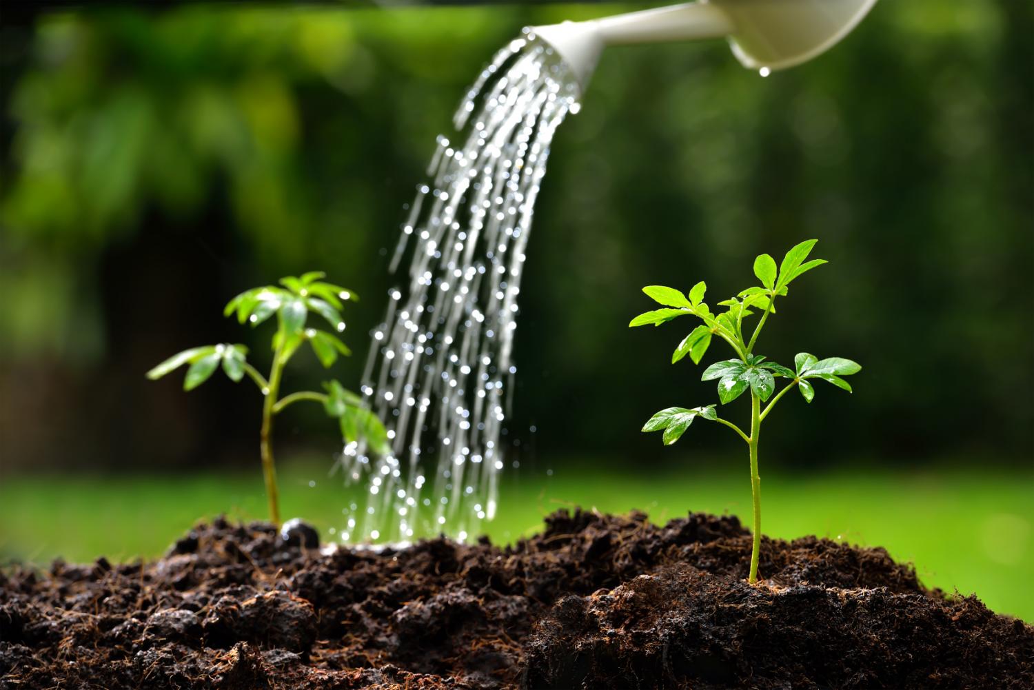Gartenpflanzen müssen gegossen werden