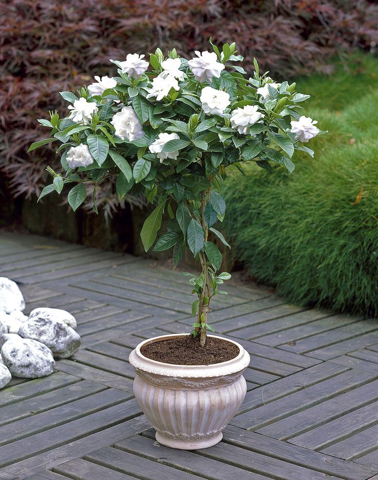 Gardenia – Pflege und Vermehrung