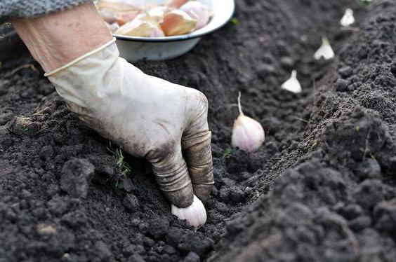 Karambol-Knoblauch: Pflanzung und Pflege