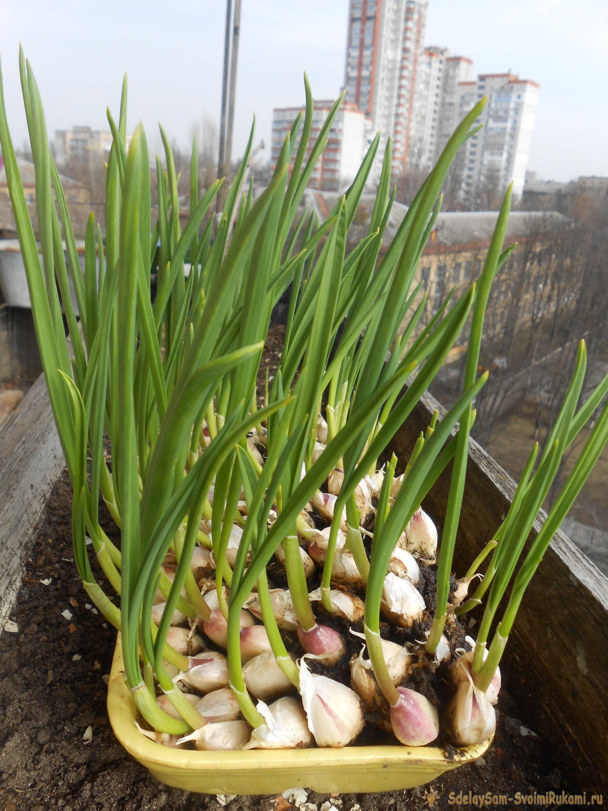 Anbau von Knoblauch auf der Fensterbank