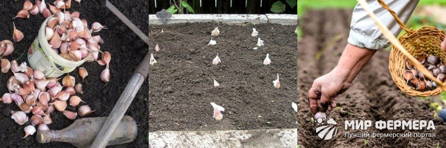 Knoblauch im Herbst pflanzen: Wann und wie pflanzt man?