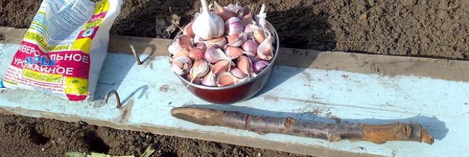Vorbereitung des Knoblauchs für die Pflanzung im Herbst vor dem Winter