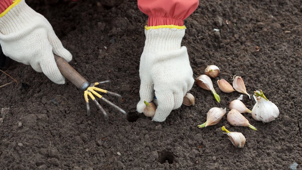 Knoblauchbehandlung vor der Pflanzung im Herbst für den Winter