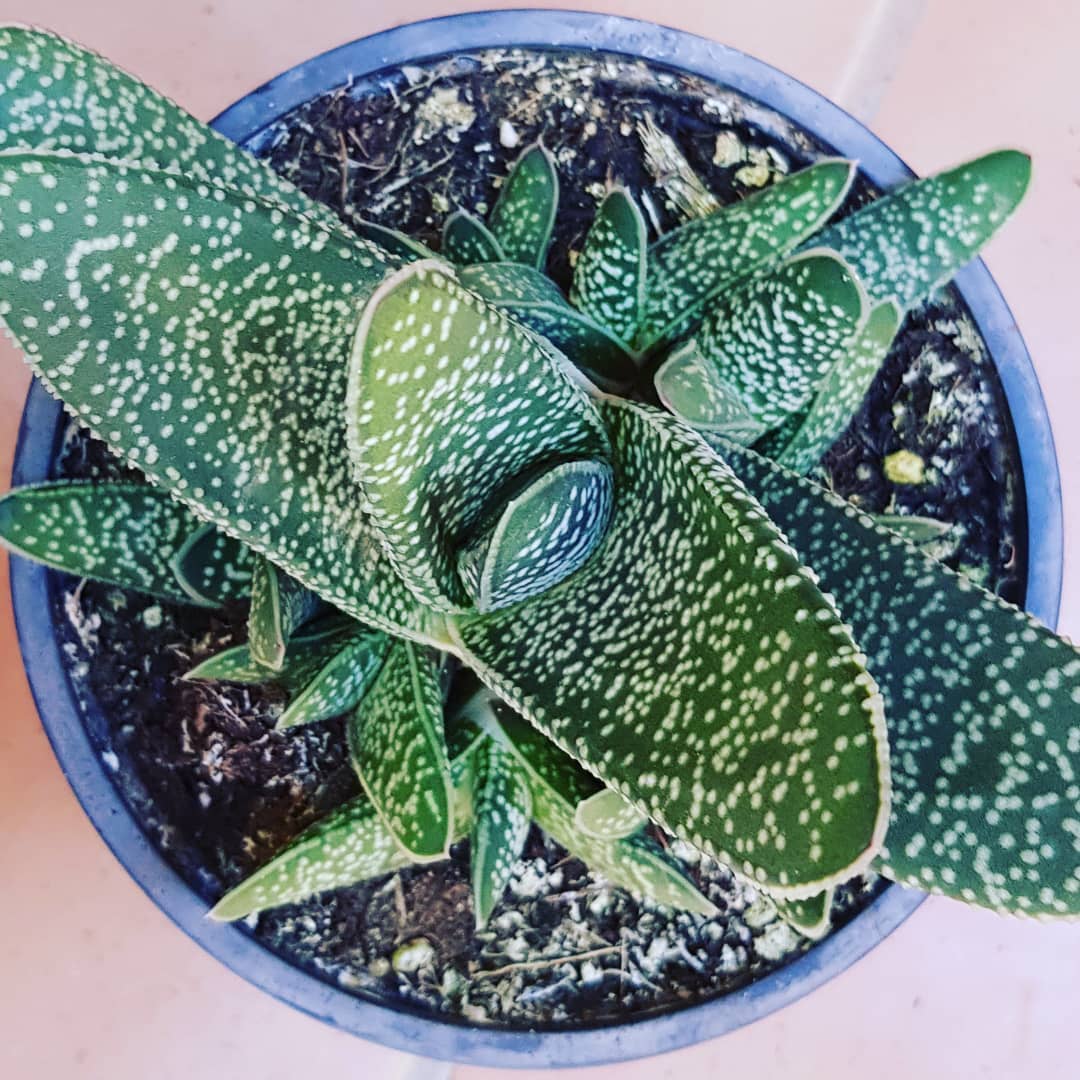 Gasteria Vermehrung durch Blatt