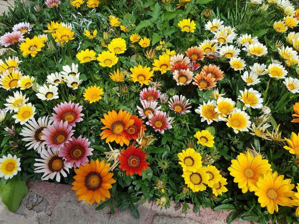 Gazania: Anbau und Pflege im Freiland