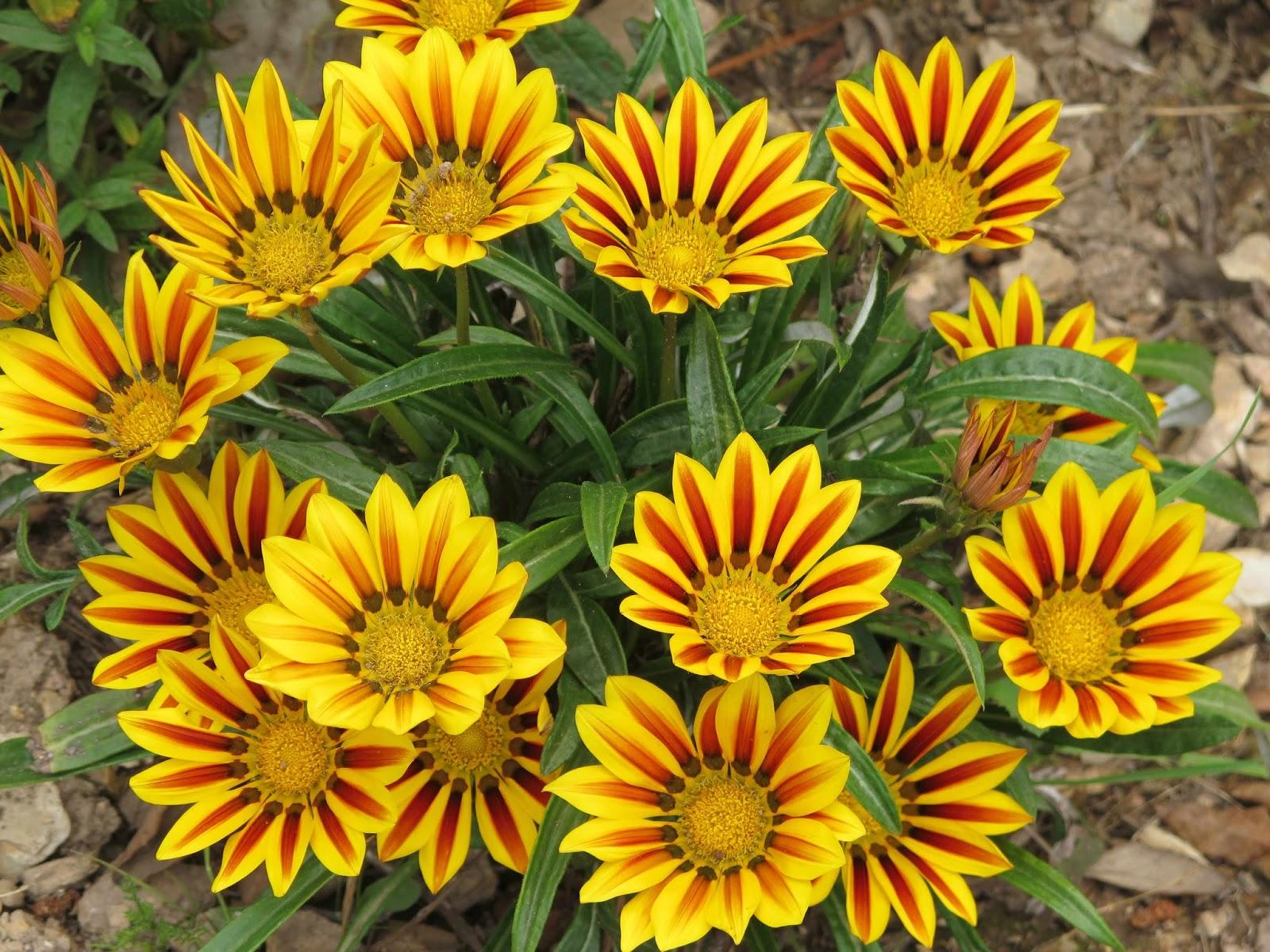 Gazania: Anzucht aus Samen – wann säen?