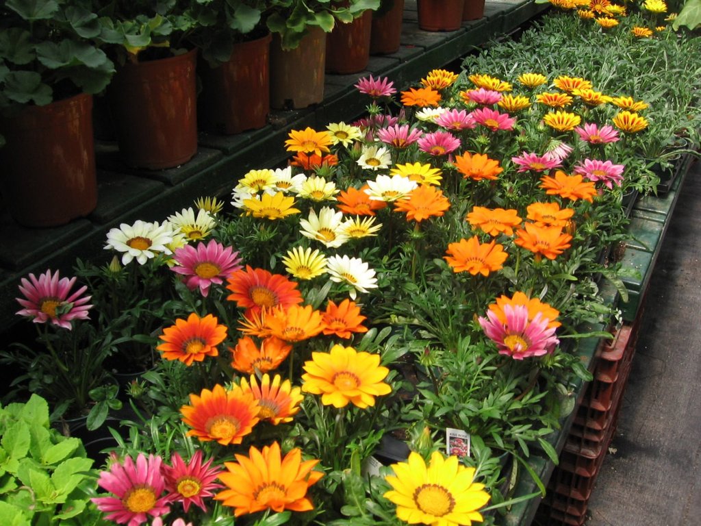 Gazania Triade: Anzucht aus Samen