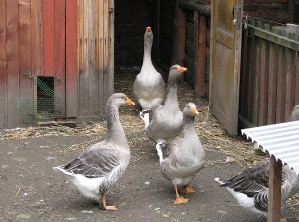 Vermehrung von Gänsen unter häuslichen Bedingungen