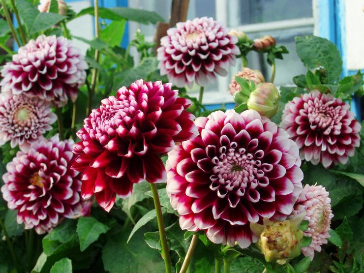 Pflanzen und Pflege von Dahlien