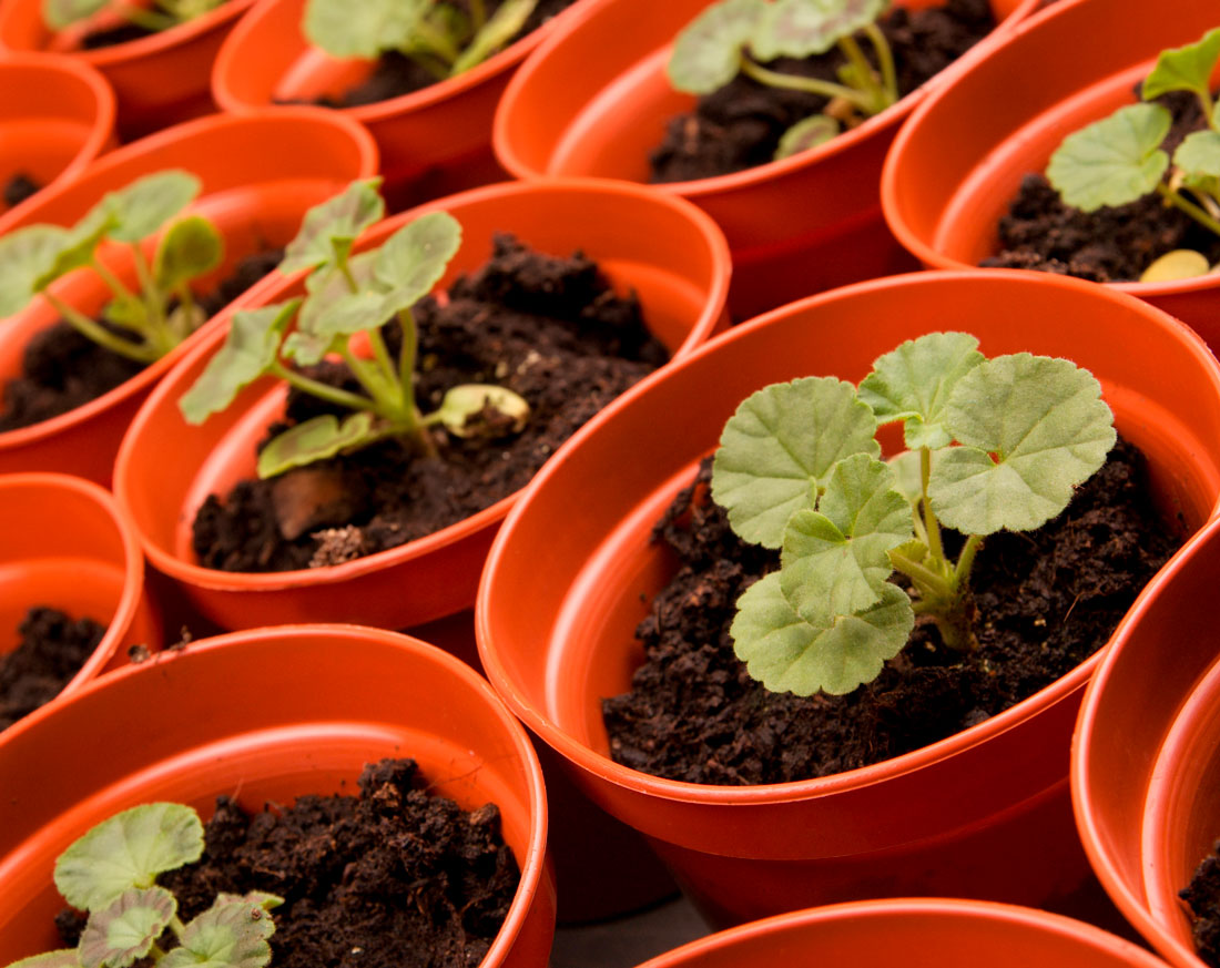 Pelargonie: Anbau aus Samen – wann pflanzt man?