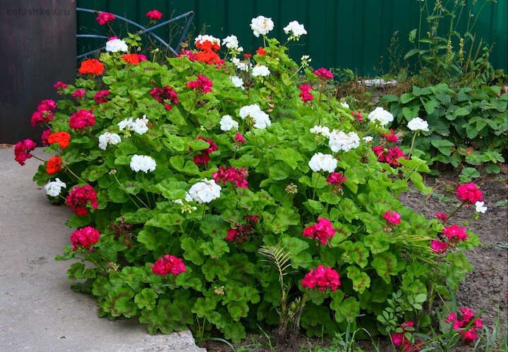 Geranie im Garten: Pflanzung und Pflege